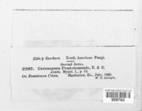 Cercospora pentstemonis image